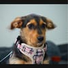 Laika  sensible Hundeseele sucht souveräne Menschen,