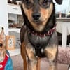 Sanfter Tiaro sucht dich