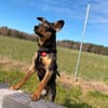 Sanfter Tiaro sucht dich