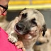 SELMA ° Traumhündin sucht ihre eigenen Menschen