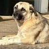 SELMA ° Traumhündin sucht ihre eigenen Menschen