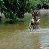 Verschmuster Bruno sucht sein Zuhause