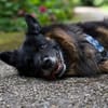 Verschmuster Bruno sucht sein Zuhause