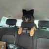 Verschmuster Bruno sucht sein Zuhause