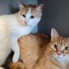 NANA&NOLAN  Zwei liebe Samtpfoten!