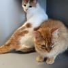 NANA&NOLAN  Zwei liebe Samtpfoten!