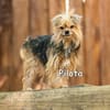 PILOTA