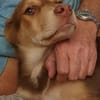 bezaubernder Welpenjunge Micky auf PS 92348