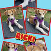 fröhlicher Welpenjunge Ricki auf PS in 91278