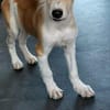 fröhlicher Welpenjunge Ricki auf PS in 91278
