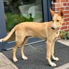 Mio, freundlich, lebendig, angstfrei