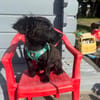Vaya sucht Liebe Hundeeltern