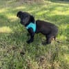 Vaya sucht Liebe Hundeeltern