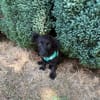 Vaya sucht Liebe Hundeeltern