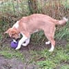 Ein Herz für Pechvogel Rocky?