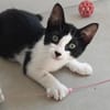 Liebe Katzenkinder Cali, Tina und Eddie