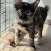 Liebe Katzenkinder Cali, Tina und Eddie