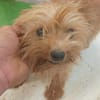 Jazmin zarte Yorkie-Dame sucht ihr liebevolles Zuhause