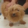 Jazmin zarte Yorkie-Dame sucht ihr liebevolles Zuhause