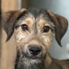 Woody, geb. ca. 02/2026, 87763 Lautrach