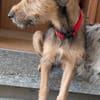 Woody, geb. ca. 02/2026, 87763 Lautrach