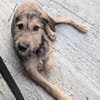 Woody, geb. ca. 02/2026, 87763 Lautrach