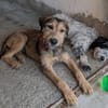 Woody, geb. ca. 02/2026, 87763 Lautrach