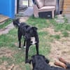 🐾Unsere liebe Änni sucht ihr Zuhause 🐾