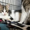 BAGOU