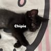 CHIPIE