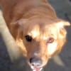 Bobo - freundlicher Hund sucht Familie