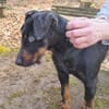TARA braucht dringend ein Zuhause