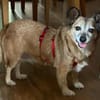 Corgie Mix?: Hundeomi  Amanda sucht Menschenomi