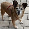 Corgie Mix?: Hundeomi  Amanda sucht Menschenomi