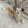 Corgie Mix?: Hundeomi  Amanda sucht Menschenomi