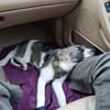 Intelligenter Jungrüde Loki sucht ein Zuhause