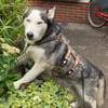 Husky MAXwartet schon in 56626 Andernach