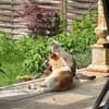 PENINA -verschmuste sanfte Seele-