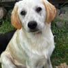 FOSSI -rundum tolles Hundekind-