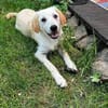FOSSI -rundum tolles Hundekind-
