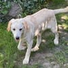 FOSSI -rundum tolles Hundekind-