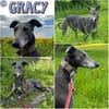 GRACY -offen, lieb & verschmust-