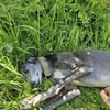 GRACY -offen, lieb & verschmust-