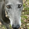 GRACY -offen, lieb & verschmust-