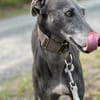 GRACY -offen, lieb & verschmust-