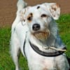 G I N O - sucht Terrier-Kenner......