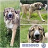 BENNO -aufgeschlossener Alabai Rüde