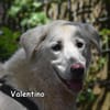 VALENTINO