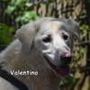 VALENTINO