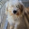 DORI-zuckersüße, freundliche Bichon-Mix-Hündin